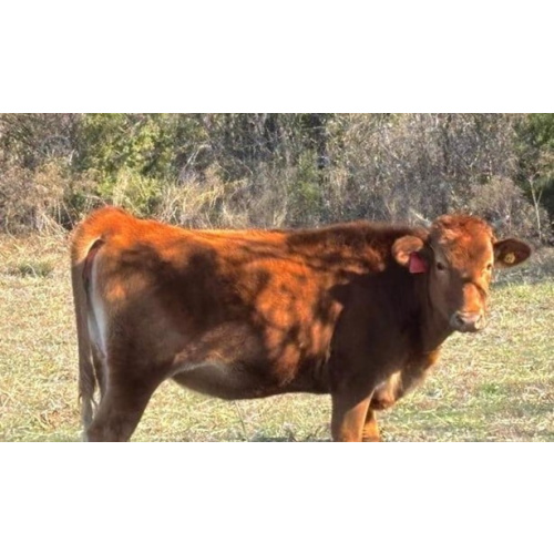 4 Full Blood Wagyu - Bulls